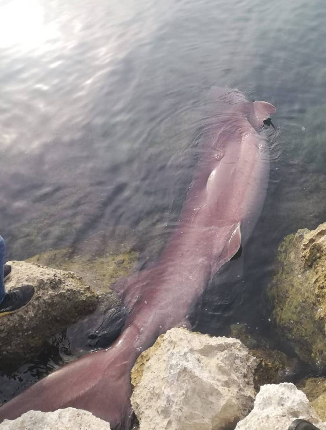O ilimizde son 20 günde 2 köpekbalığı yakalandı! Deniz kıyısına gidenler dikkat etmeli 3